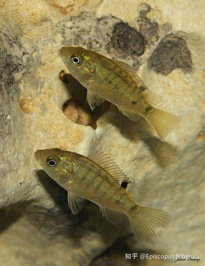 湖里捞的身上有条纹背鳍有个小黑点的小鱼叫什么名字