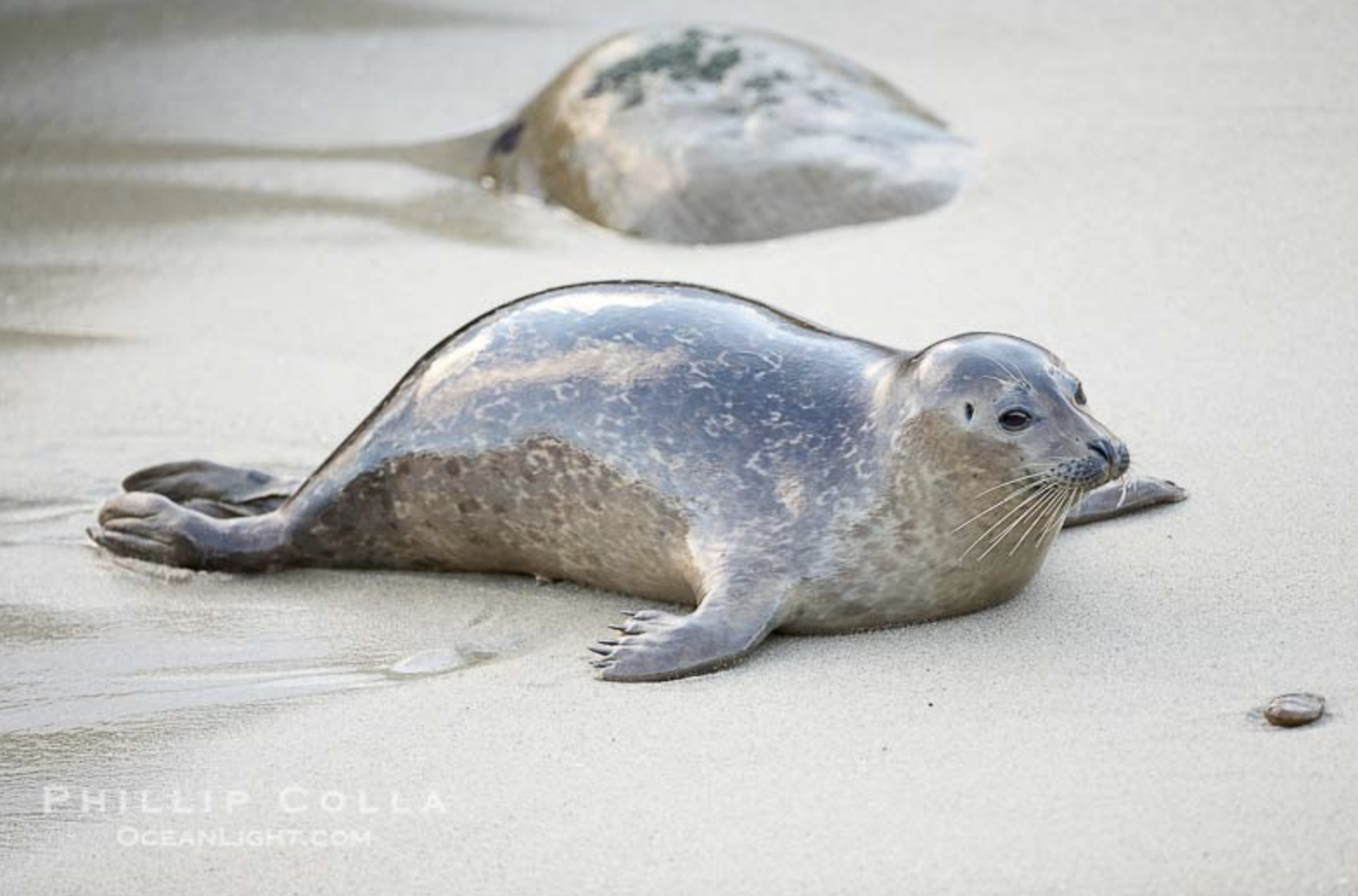 怎樣辨別海豹海獅海象海牛和海狗等等帶海字的動物