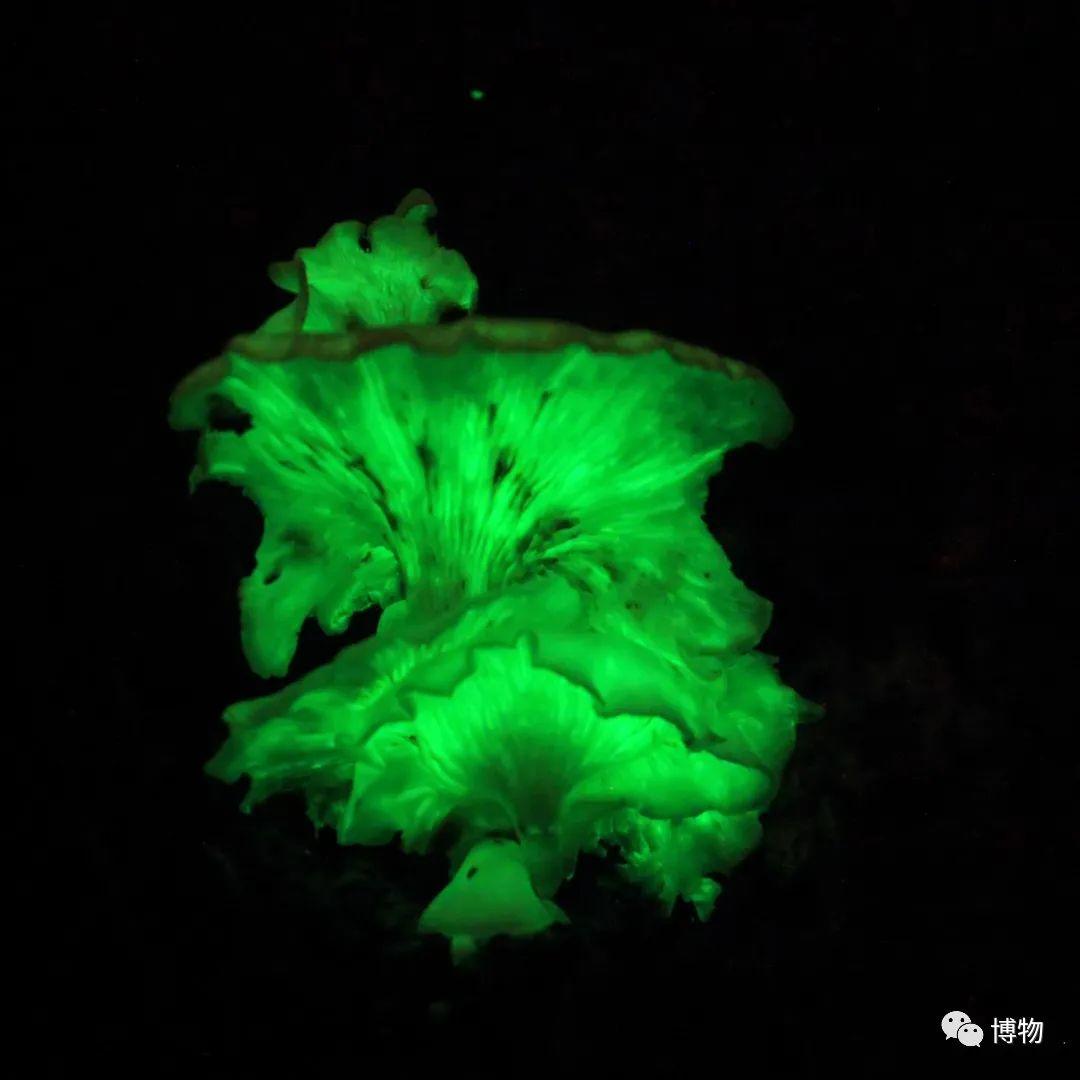 贝形圆孢侧耳共生型真菌:互助式奶妈其实,绝大多数真菌可以和动植物
