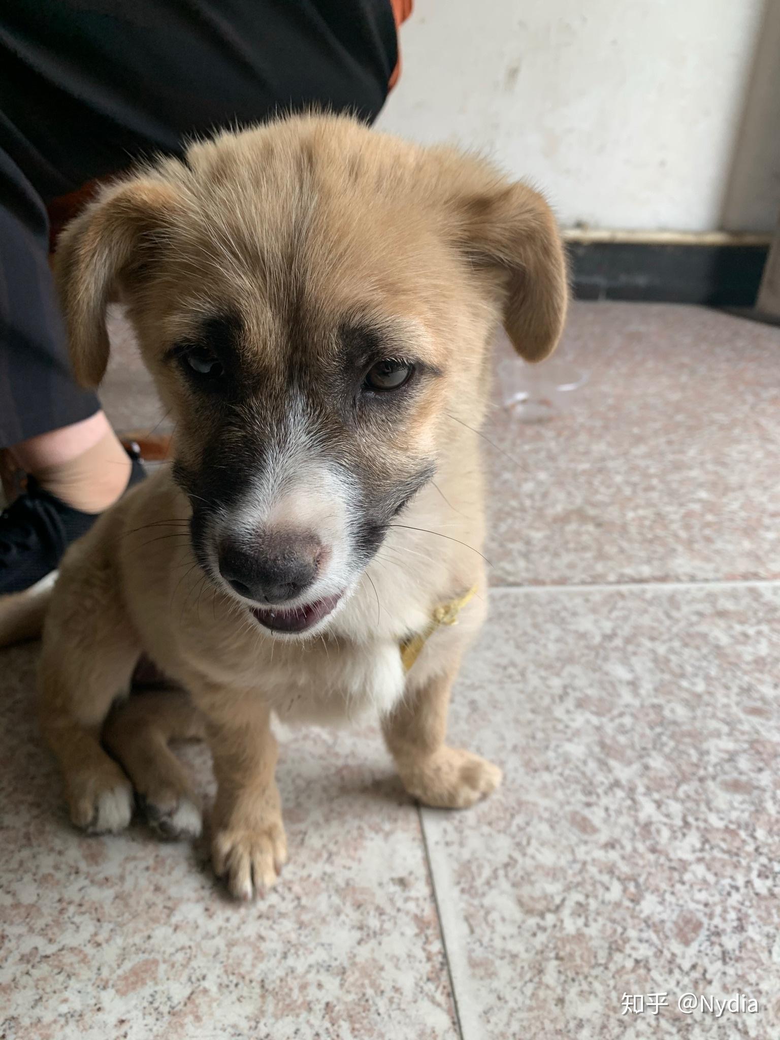 是不是绝大部分土狗都是小时候可爱长大就会变丑