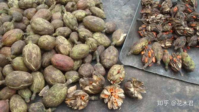 华盖木果实种子华盖木濒临灭绝的原因主要有:①对环境要求苛刻.