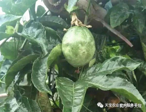 百香果治什么病 zhuanlan.zhihu.com
