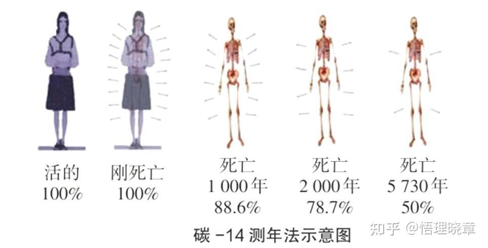 高中物理拓展《放射性元素的衰变——碳14测年法》 - 知乎