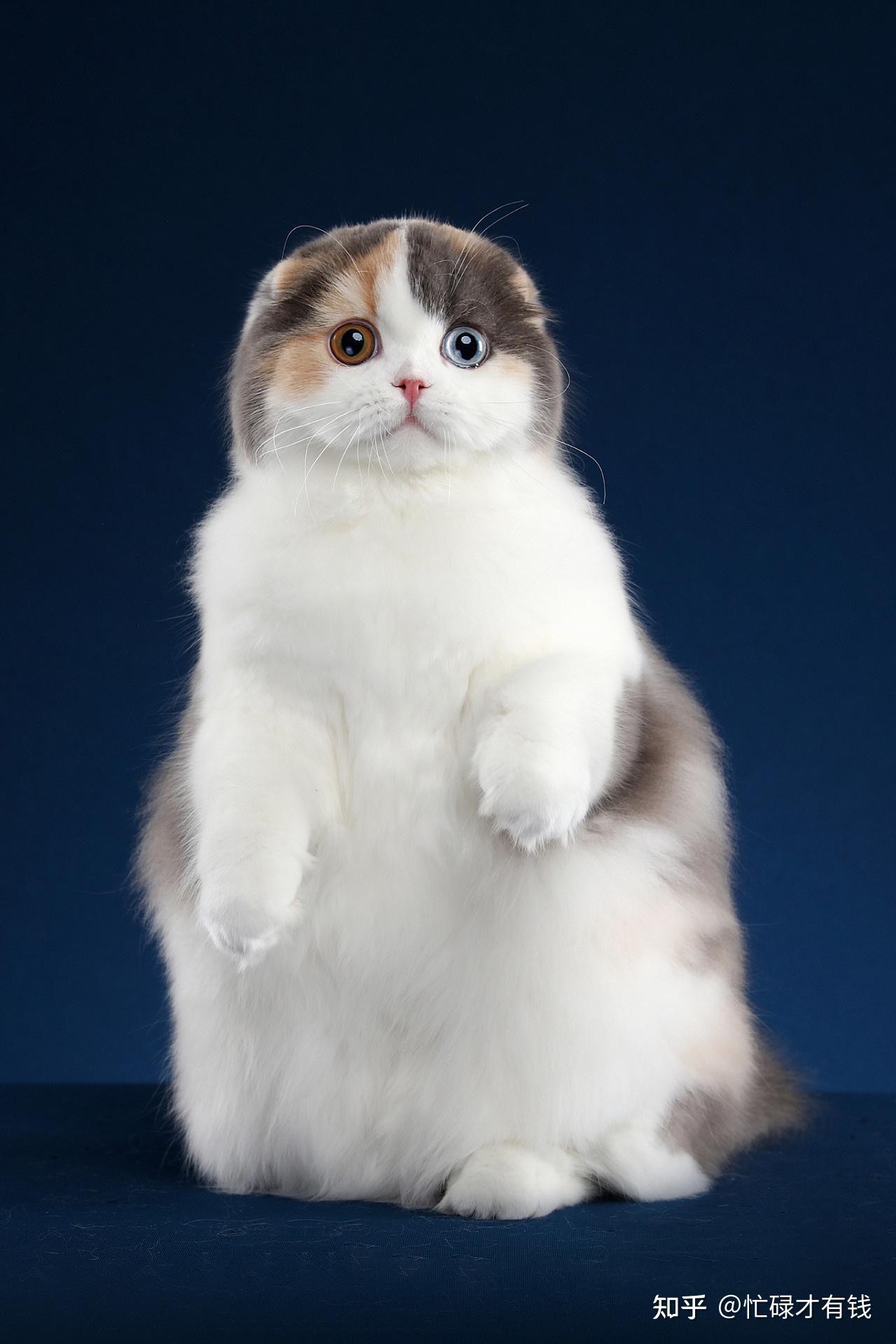 猫舍跟我说这是苏格兰立耳猫,大家帮我看看是不是啊?