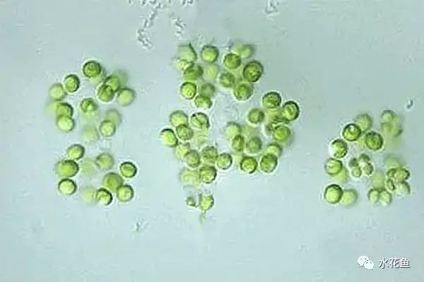 高清图谱(中):水体浮游生物——绿藻门浮游植物46种 - 知乎