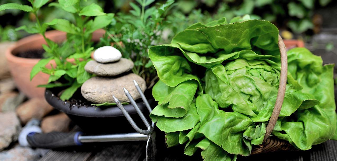 3. 苦苣最佳生长季