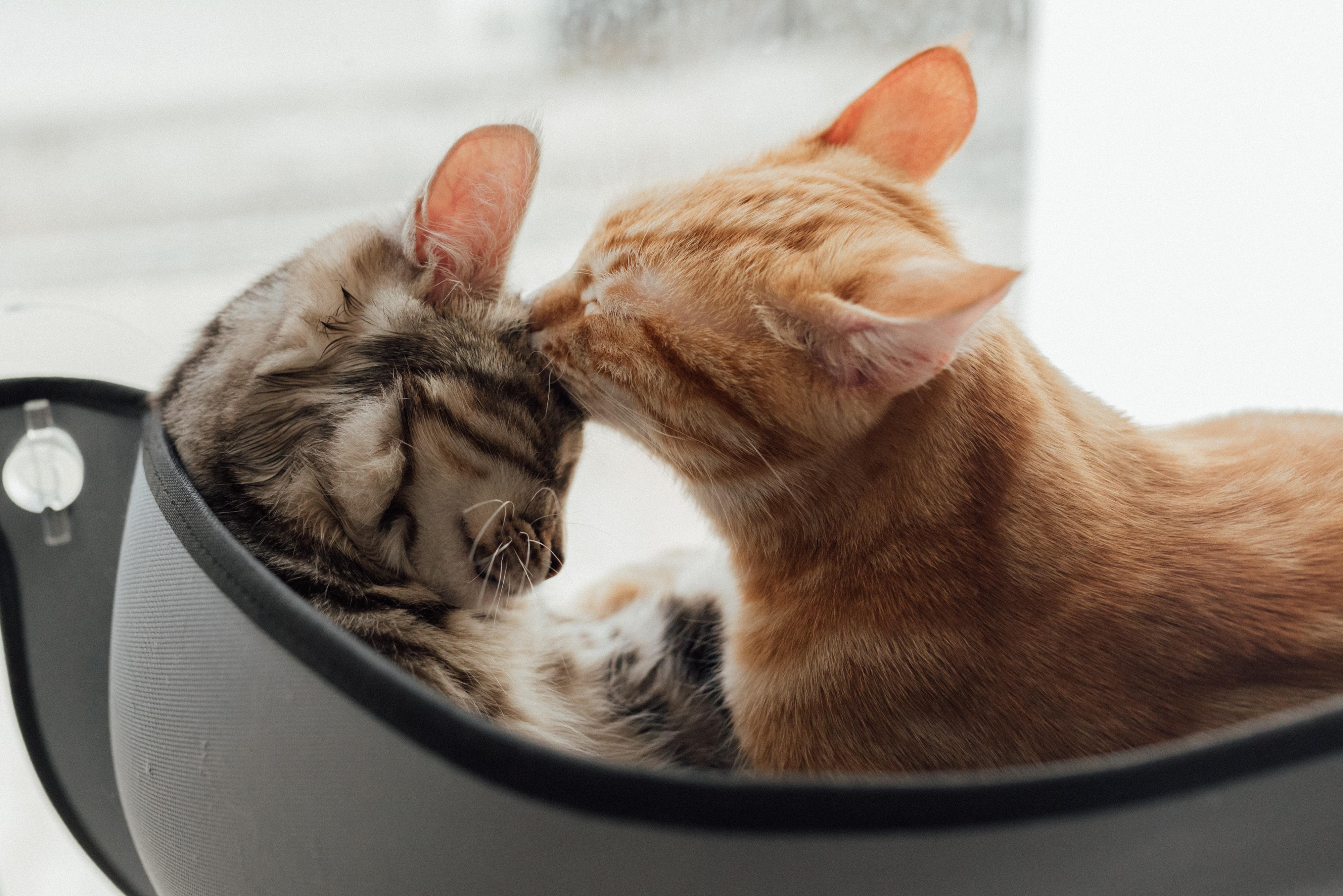 单猫家庭与多猫家庭的区别 - 知乎