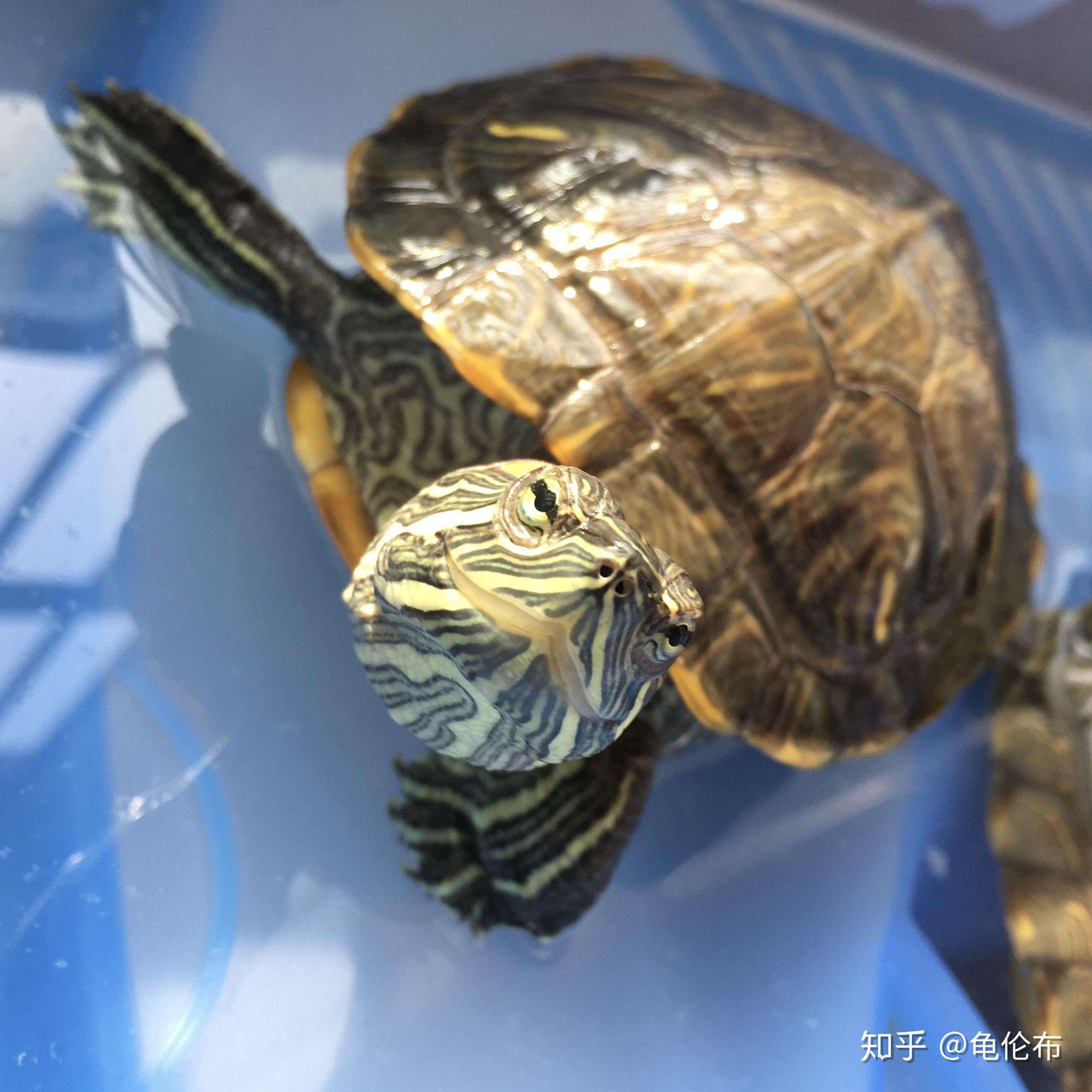 乌龟一般什么时候睡觉? - 知乎