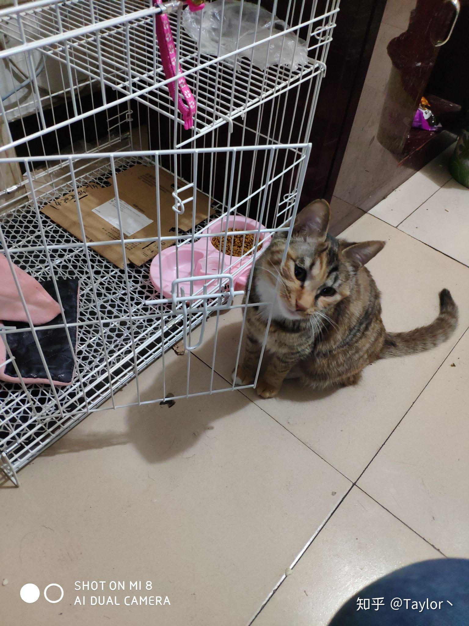 如何看待b站up主花花与三猫catlive被质疑知后院买后院