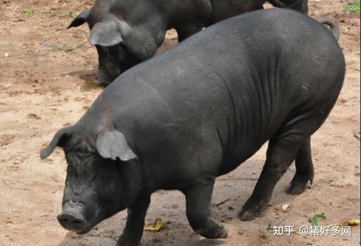 北京六马种猪图片大全图片