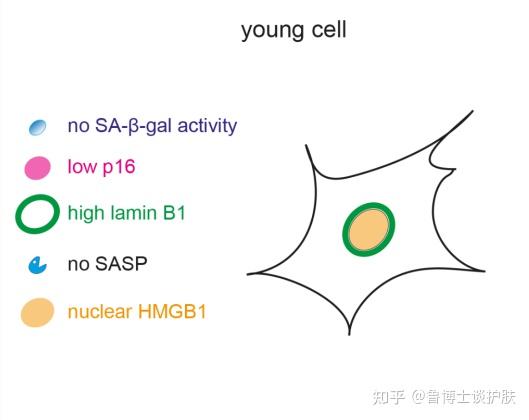 细胞衰老和皮肤衰老的生物标志物 - 知乎