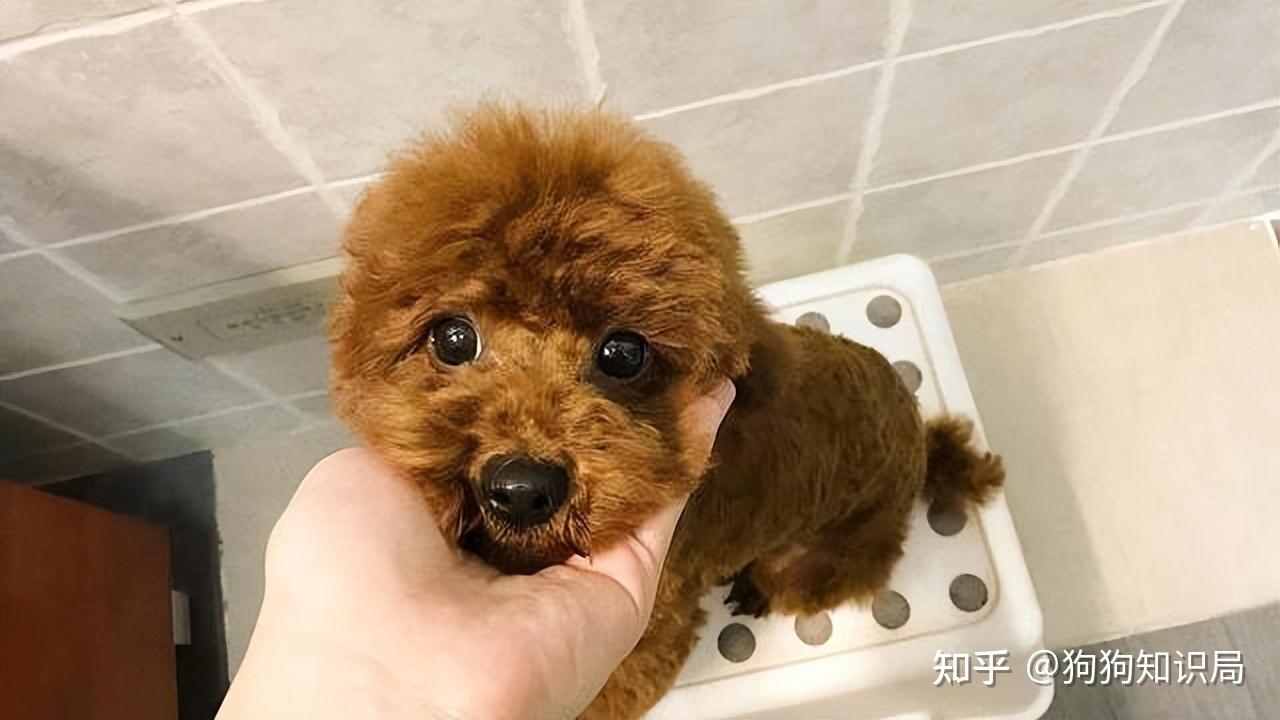 “纯种”泰迪犬才有的6个特征，很多人养的是串串 - 知乎