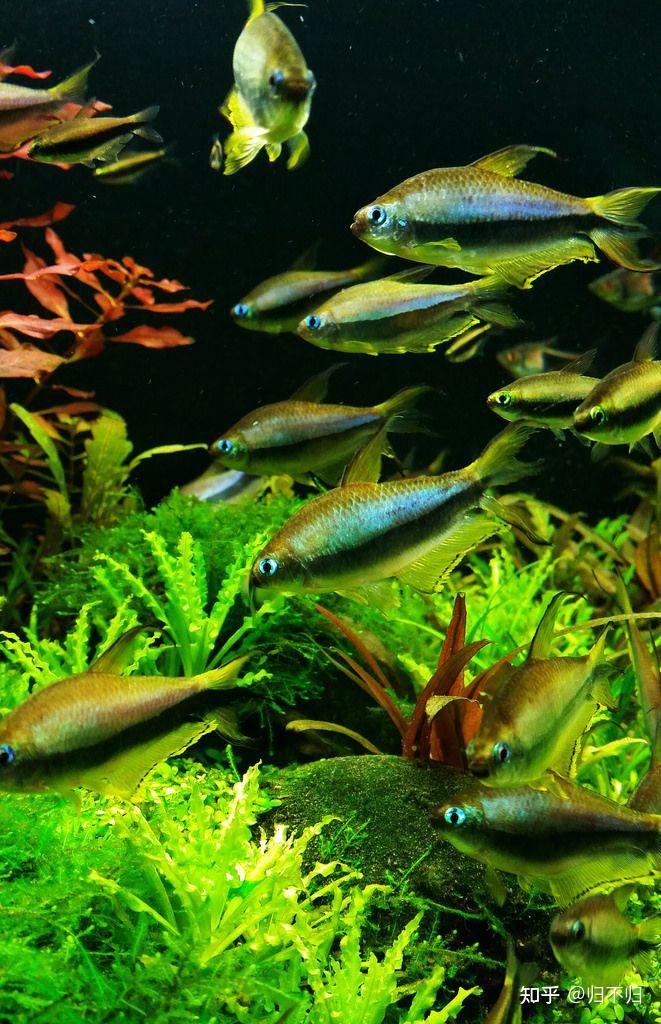 常见观赏水族之帝王灯鱼