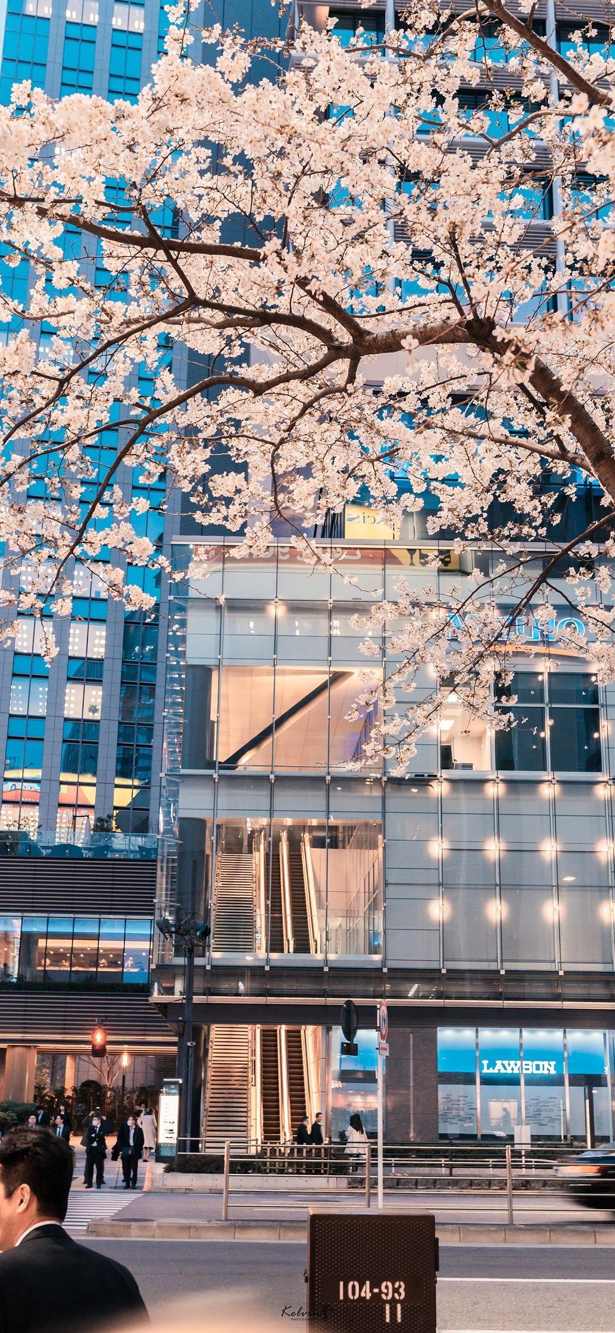 有哪些以日本的街道或者风景为背景的手机壁纸