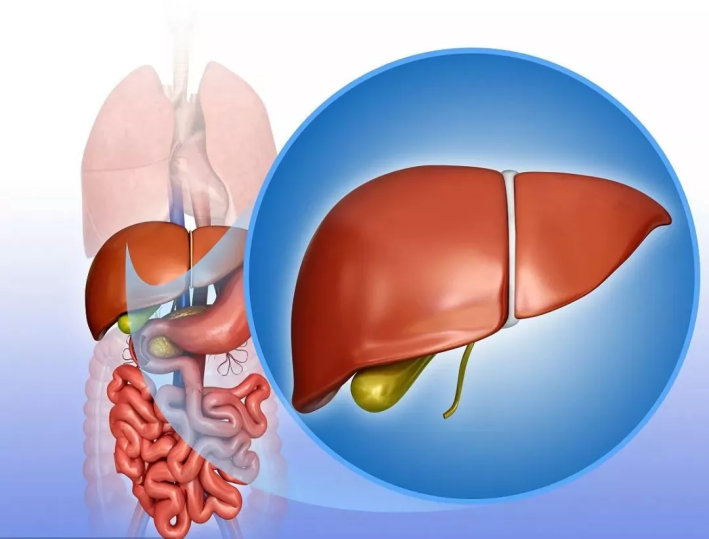 吃什么对肝修复最快 v2-1ee60622c072df65534b8b1a813c4a7b_1440w.jpg?source=172ae18b