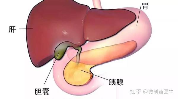 5年生存率不到5 的胆囊癌 你了解多少 知乎