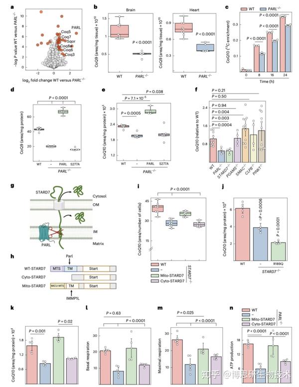 Nature Cell Biology丨线粒体通过 Stard7 调节细胞内辅酶 Q 转运和铁死亡抗性 知乎