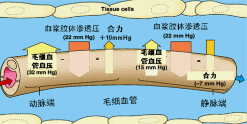 血浆淋巴组织液模型图图片