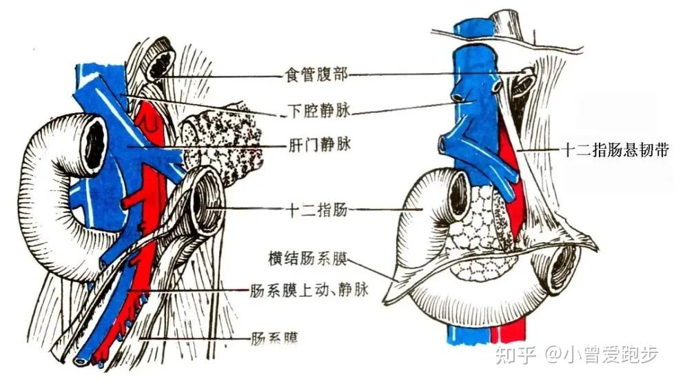 十二指肠解剖,你了解多少? - 知乎