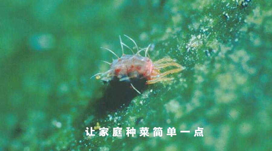 种菜教授 病虫害防治 彻底灭杀红蜘蛛虫害的4个方法 知乎