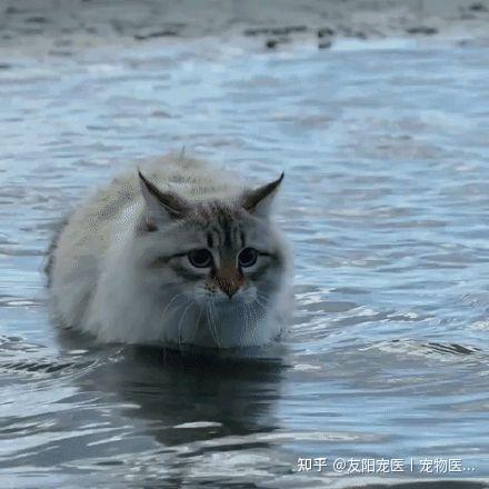 制裁俄罗斯猫图片