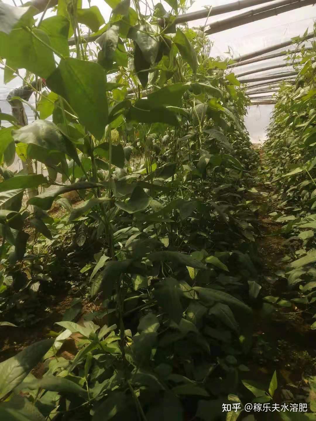 让豇豆连续开花结荚措施 - 知乎