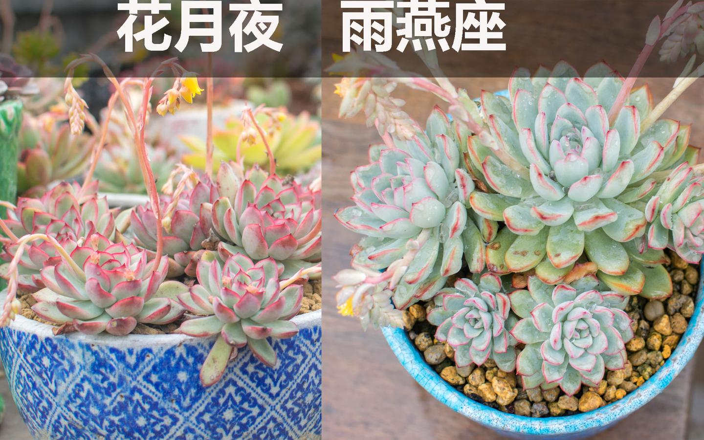 松哥小经验发现花月夜和雨燕座的区别方法