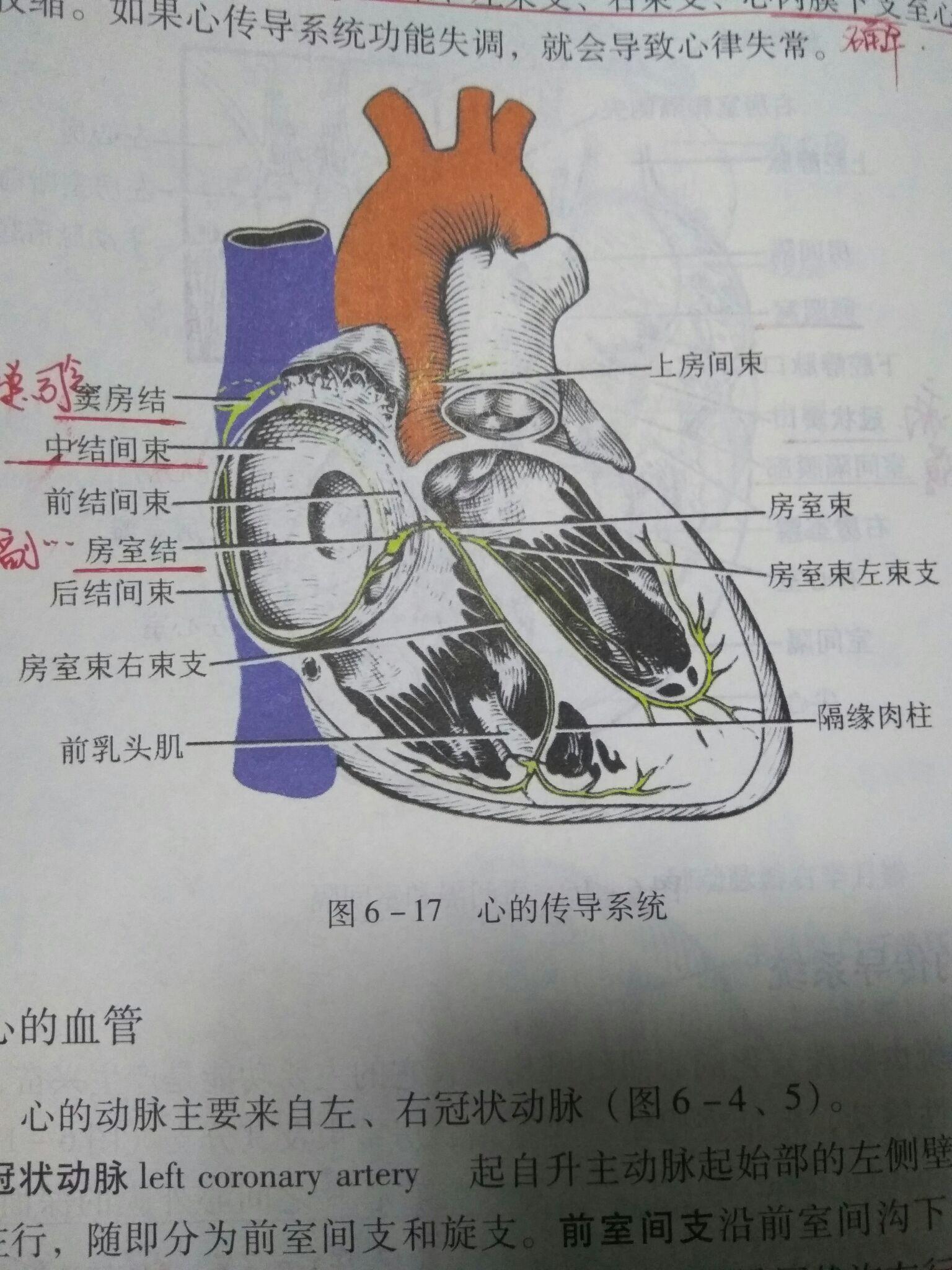 心臟內部結構左心房醫療插畫圖片素材-PSD圖片尺寸3000 × 2000px-高清圖案401789977-zh.lovepik.com
