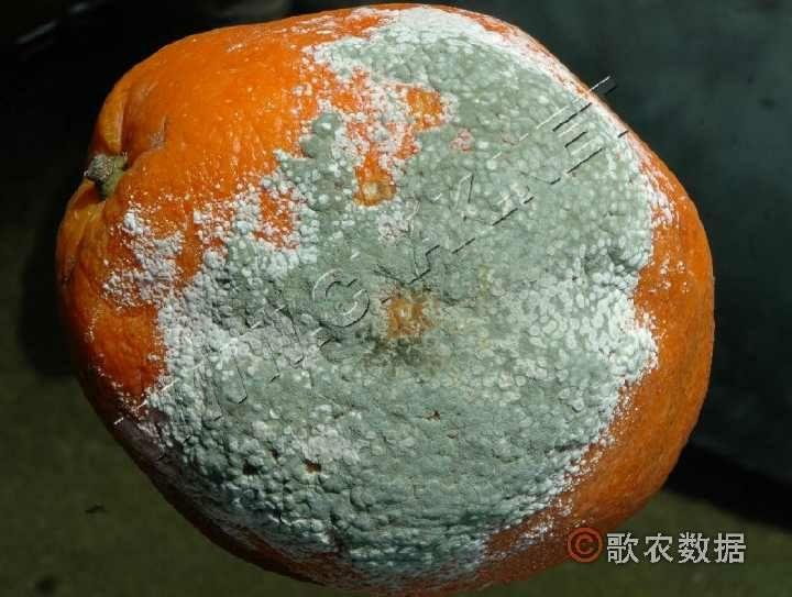 为什么食物发霉,青霉菌最多?