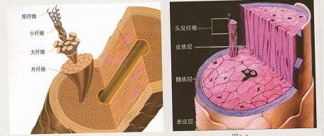 头发科普之发干篇 - 知乎