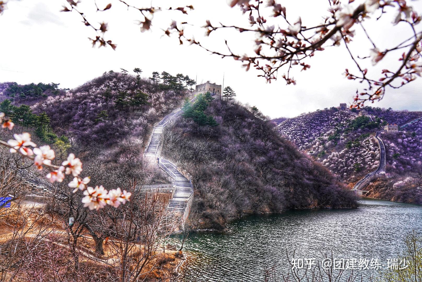 黄花城水长城赏花图片