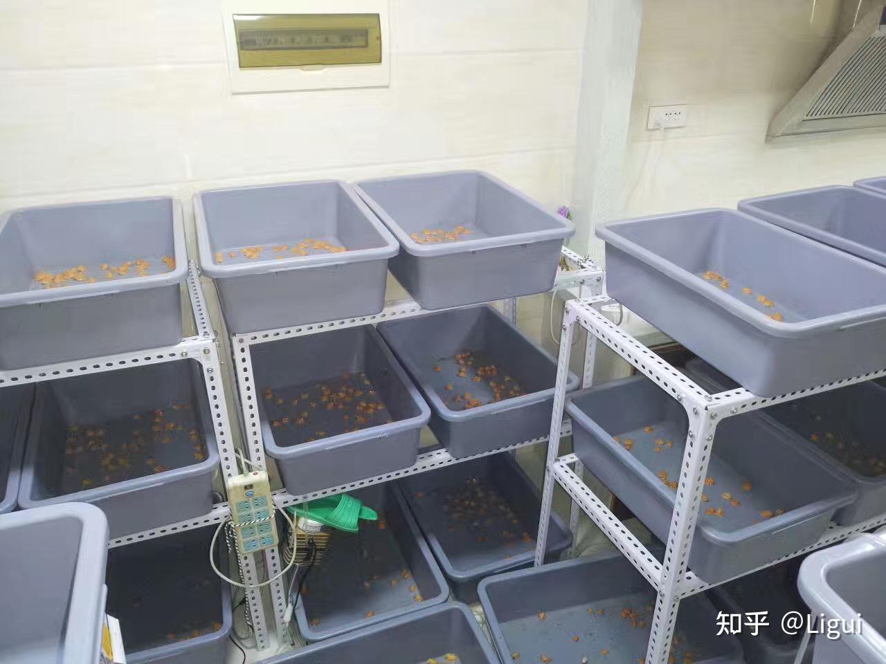 角蛙饲养二之环境布置