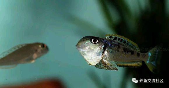 坦湖底栖鱼类图鉴大全 - 知乎