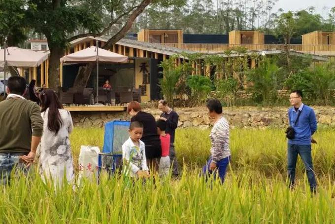 精品民宿丨禾肚里——蛙声稻香荷风星月 ,一间长在稻田里的民宿