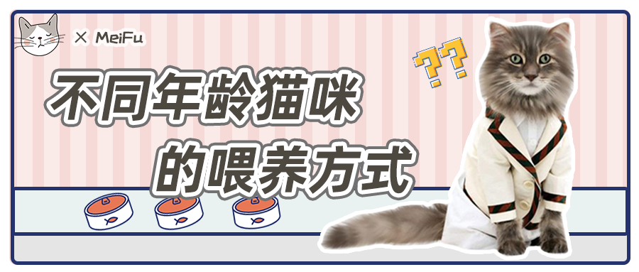 不同年龄猫咪养护重点 9个关键词让猫子活到99 知乎 不同年龄猫咪养护重点 9个关键词让猫子活到99 知乎