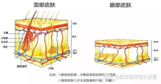 眼周抗衰解析丨科普篇 - 知乎