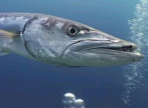 这种尖嘴海鱼似乎有点地包天啊