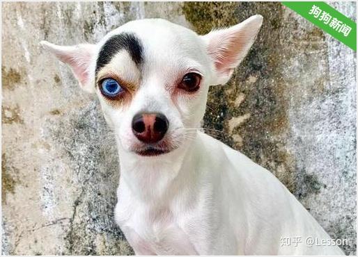 狗狗长着一张阴阳脸看得人强迫症要犯了
