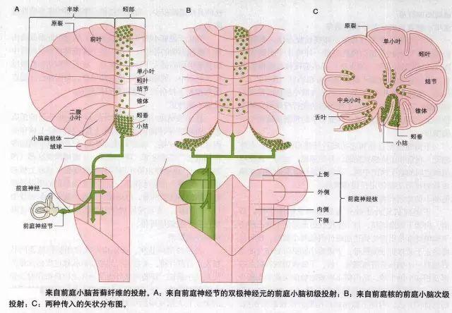 小腦的纖維聯繫和功能