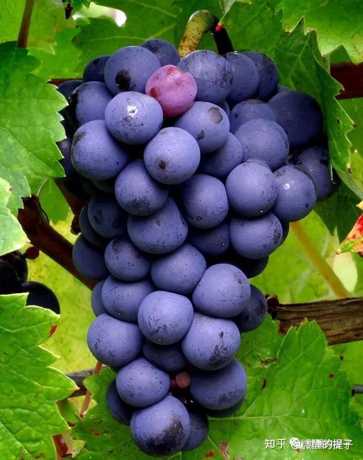 低调的品丽珠cabernetfranc