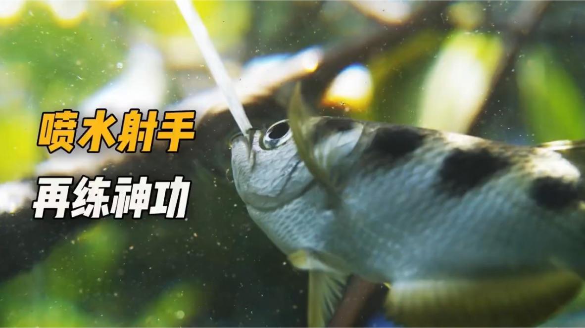 射水鱼上树捕食同伴都看傻