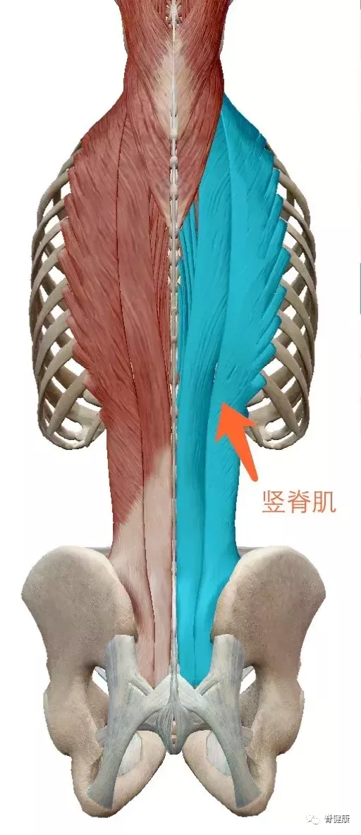腰大肌断层解剖图片