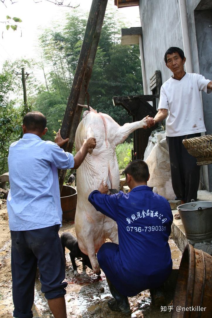 湘西北人文纪实杀猪血腥胆小慎入