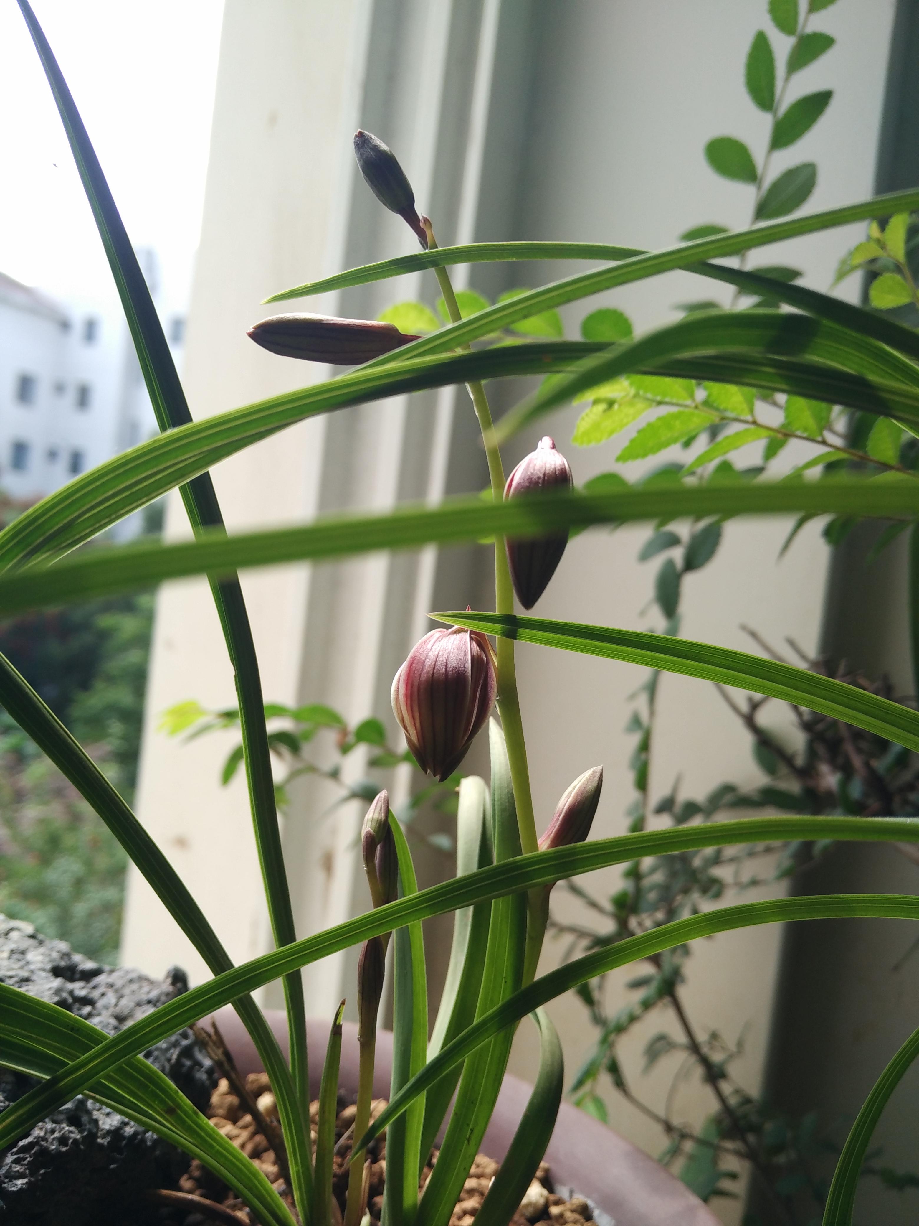 云南下山兰花开花全记录 - 知乎