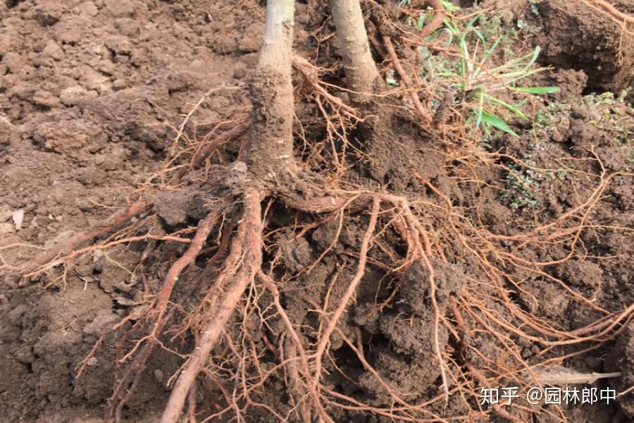 为什么对于银杏移植有三年活不算活三年死不算死的说法