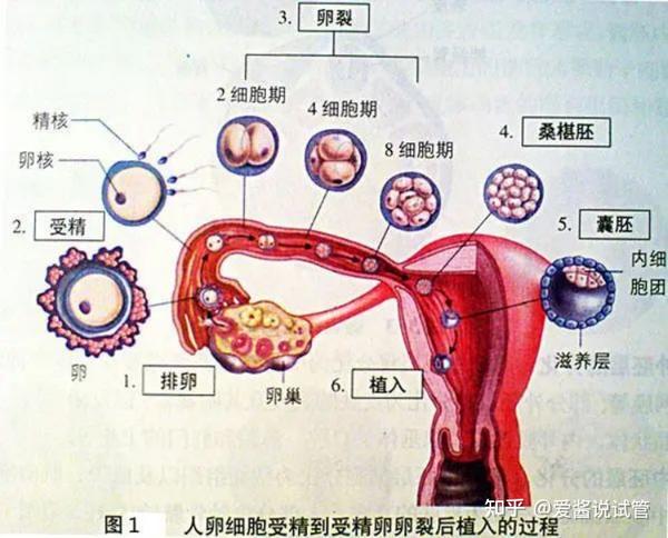 从同房到怀孕，精子和卵子都经历了什么？ - 知乎