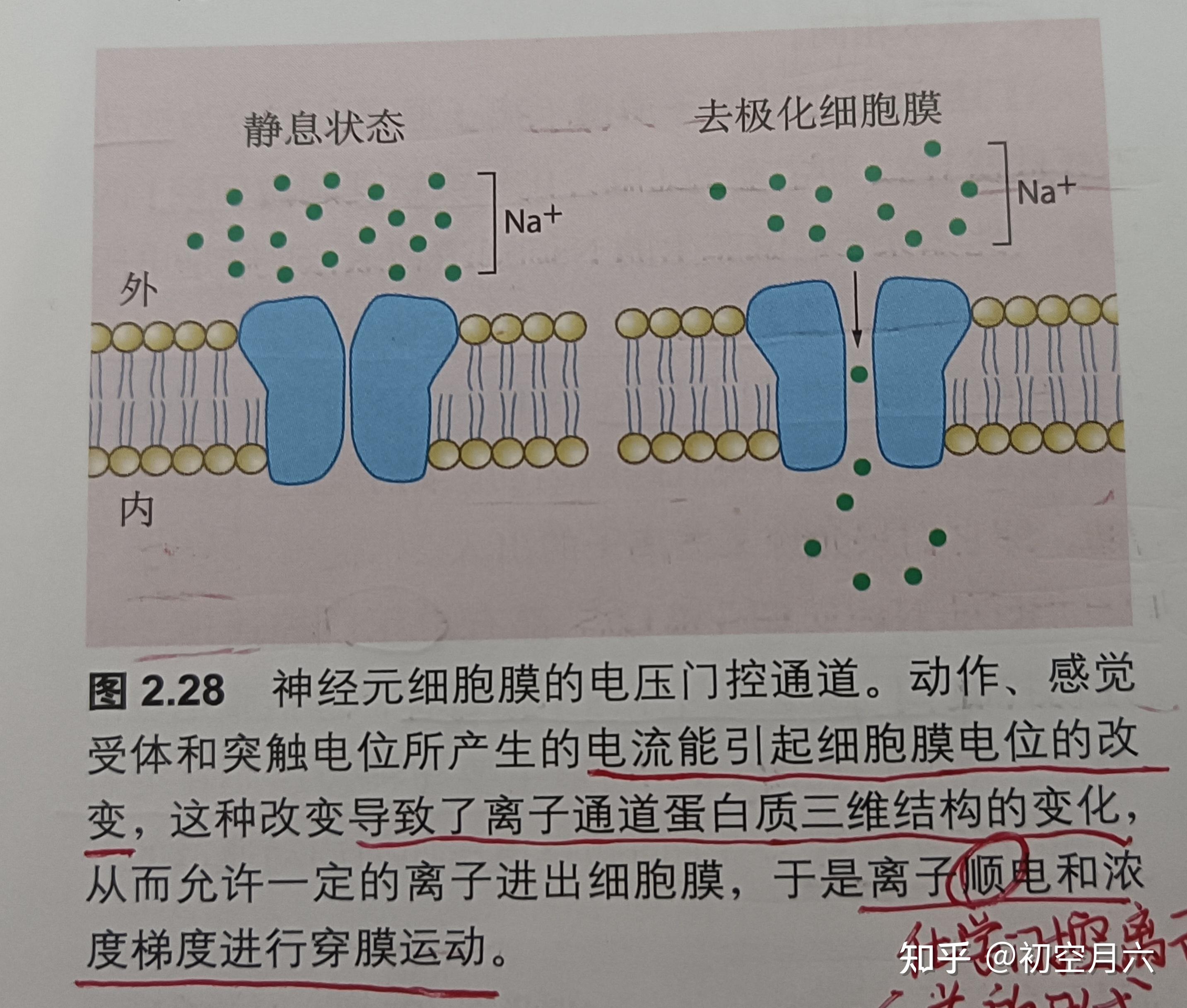 跨膜蛋白质:离子通道和泵