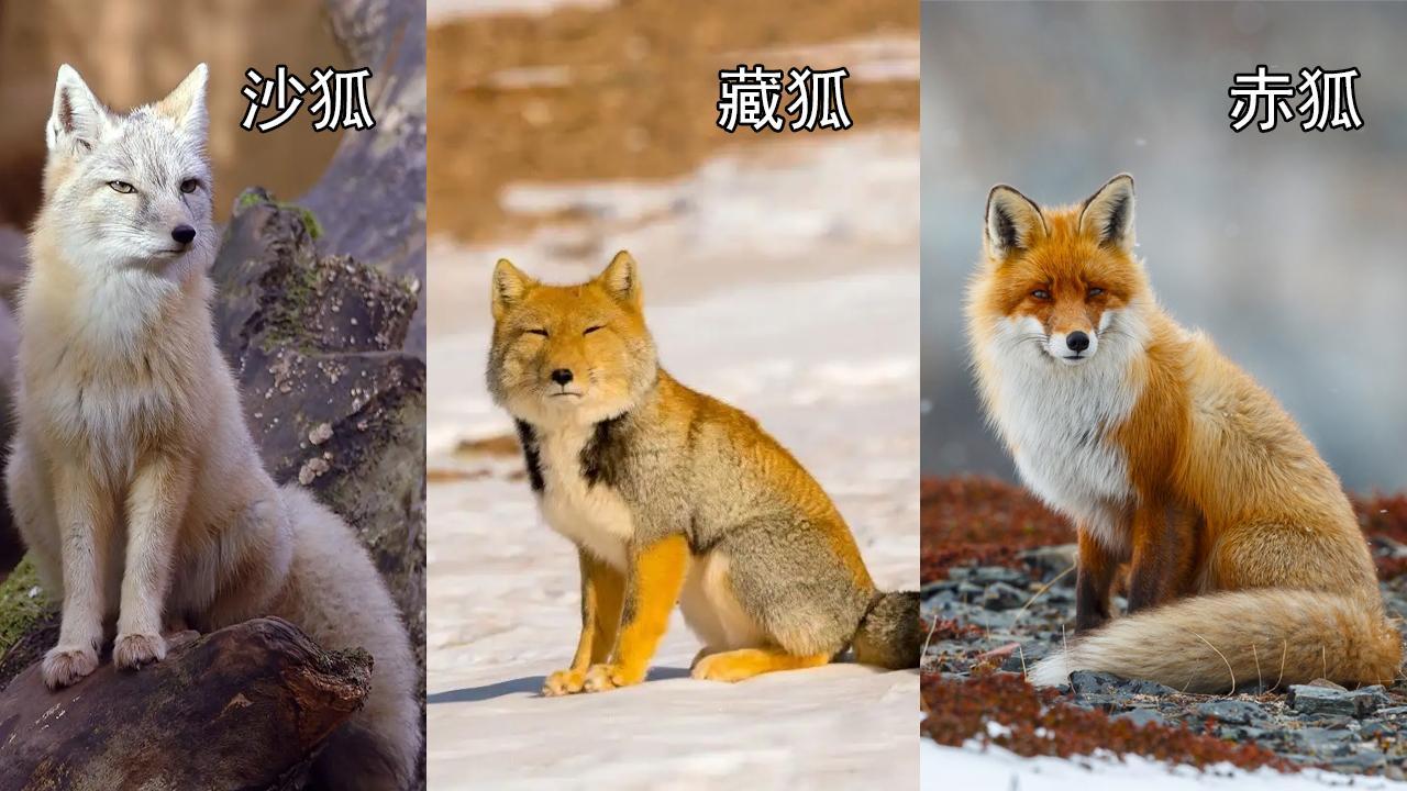 狐狸一共分为23种,其中仅有三种生存在我国境内,它们分别是:沙狐,藏狐