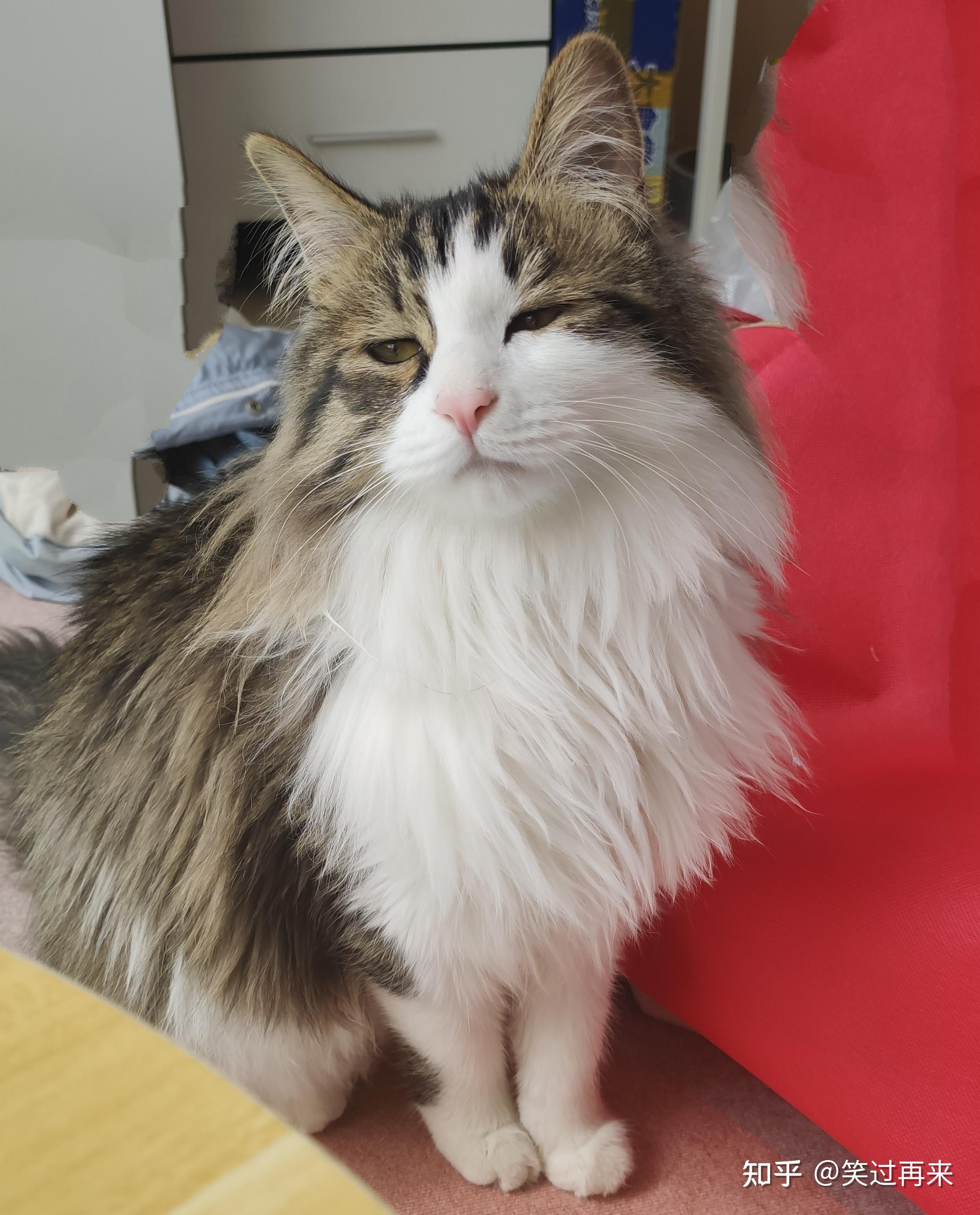 有人养长毛的狸花猫吗?真的长得像缅因猫吗? - 知乎