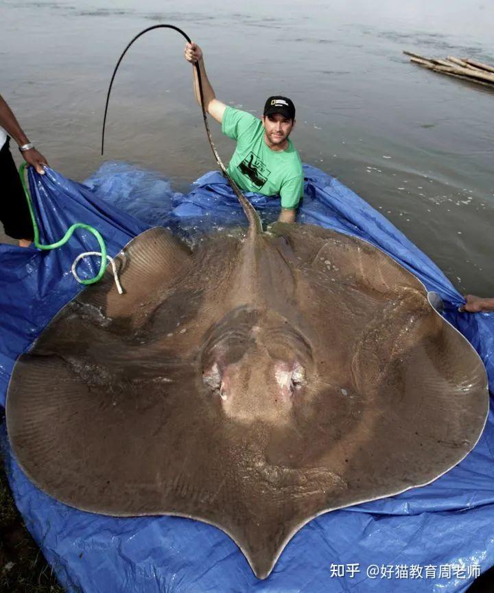 村民在湄公河捕獲全球最大淡水魚系黃貂魚重達300公斤這一記錄還有望